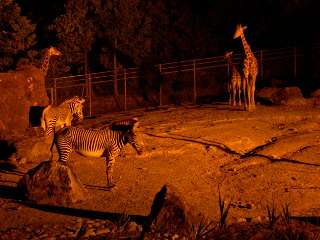 NIGHT ZOO で見たキリンとシマウマ